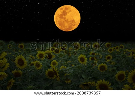 Full moon on sky with sunflowers silhouette.