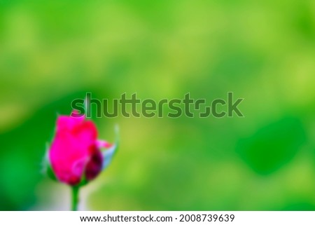 Blurred photo of a rosebud on a yellow-green background. Defocused. Space for lettering and design.