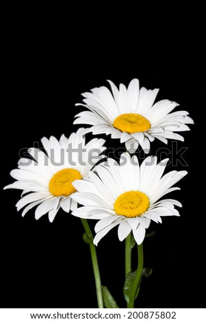 Camomiles on black background. Daisies, beautiful white flowers. Lovely image, elegant greeting cards, wallpaper, textures