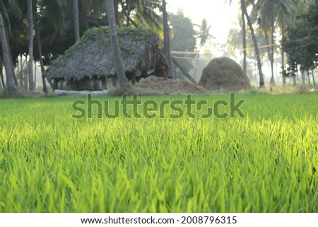 Village farming atmosphere. The image which resembles that  how our India farmers will be maintaining their animal shelter huts and farming fields.