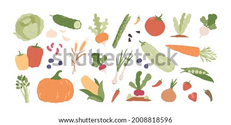Set of fresh organic farm vegetables. Healthy vegetarian food. Autumn harvest of pumpkin, carrot, onion, asparagus, corn, peas. Colored flat vector illustration of veggies isolated on white background Royalty-Free Stock Photo #2008818596