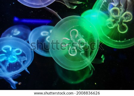 Neon green and blue illuminated round transparent jellyfish in a dark aquarium . Jellyfish and sea jellies : medusa-phase of certain gelatinous members of the subphylum Medusozoa . Dark Background .