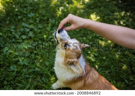 pembroke corgi dog eats sweets from human hands