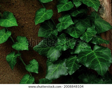 Natural green ivy leaves on old weathered rock wall background. Creative wallpaper, website backdrop for design and text sign. Natural vine colors decorative surface. Greenery silhouettes on a stone.
