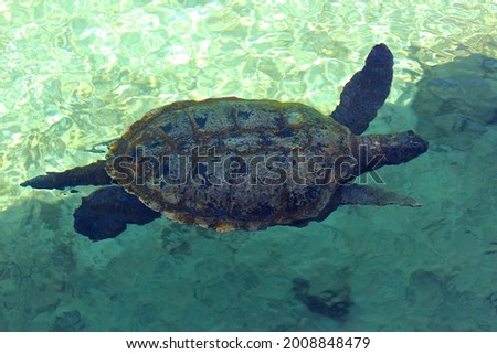 Big turtle in Xcaret Park. Turtle on the territory of Xcaret, famous ecotourism and archaeological park on the mexican Riviera Maya, Quintana Roo, Yucatan, Mexico. Soft focus