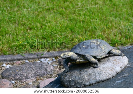 A close up on a big grey and yellow turtle being a replica or model of a real turtle covered with glue and concrete and attached to a big stone, boulder or rock seen in the middle of a public park 