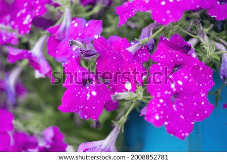 purple bright flowers close up summer background