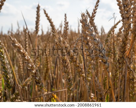 Golden wheat field against the background of the summer sky.