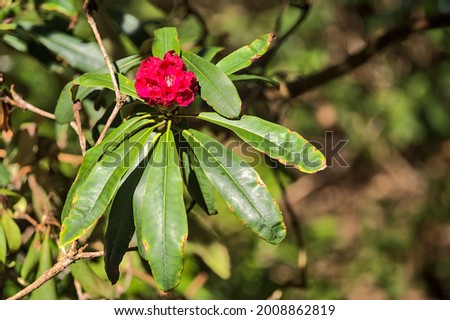 Beautiful closeup view of small spring pink wild rhododendron blooming flowers with dark green leaves, Howth Rhododendron Gardens, Dublin, Ireland. Soft and selective focus. Ireland wildflowers