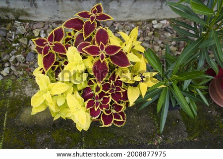 Coleus scutellarioides, commonly known as coleus, is a species of flowering plant in the family Lamiaceae. Hanover, Germany