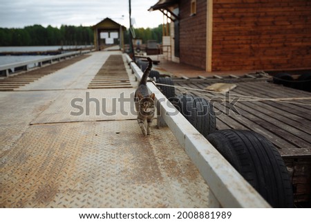 A striped wild cat runs along the pier towards the photographer.  street cat begs for food