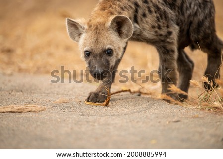 close up photo of a young Hyena 
