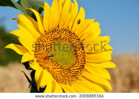 Sunflower with green leaves close-up