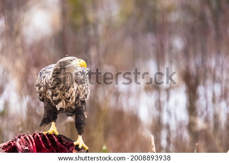 Magnificent eagle in the winter forest