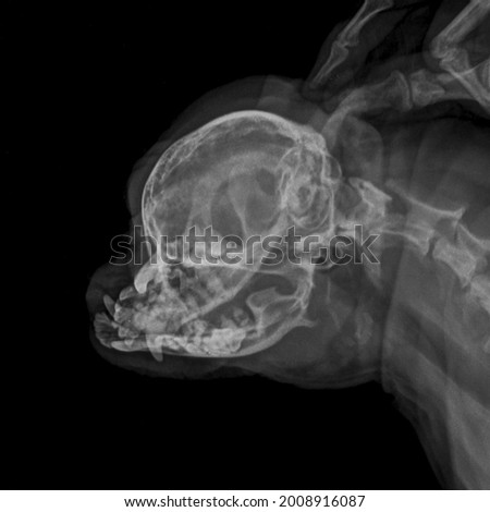 x ray senior shizhu dog dental root abcess and gingivitis ,side view 