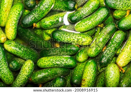fresh green cucumbers filled with water for the background background. High quality photo