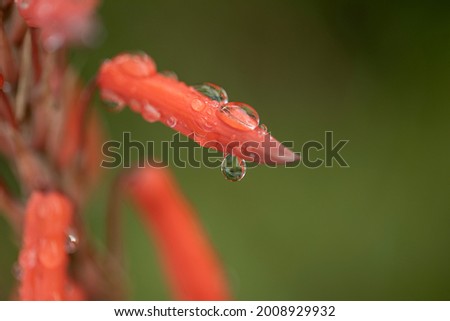 details of a drop of water on red pistil