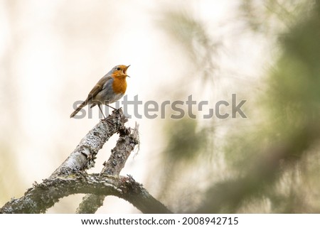 Male European robin, Erithacus rubecula perched and singing during an early spring day in Estonia.	 Royalty-Free Stock Photo #2008942715