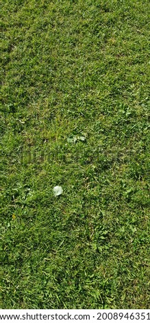 top view of natural green grass in summer