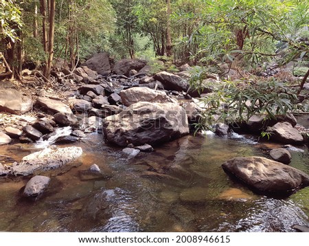 wild jungle with a rocky shore and a clear river