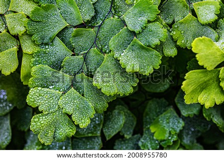 Adiantum venustum fronds with water drops. Himalayan maidenhair little fern Small plant with broadly triangular fronds in soft green color. Nature dewdrops background