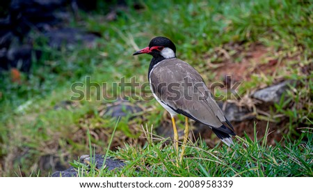 Red-wattled lapwing in  the plain