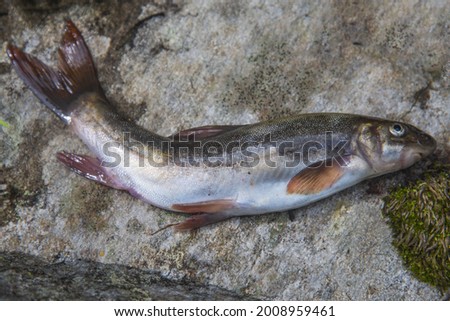A closeup shot of a dead fish on a rock surface