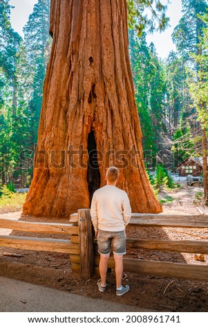 A young man in bright clothes walks in the forest along a picturesque trail in the Sequoia National Park, USA