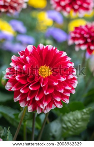Red dahlia flower  in garden. Red flowers. Beautiful picture of red dahlia. Wallpaper of beautiful dahlia flower.