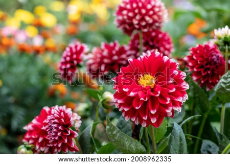 Red dahlia flower  in garden. Red flowers.Dahlia pinnata.Beautiful picture of red dahlia. Wallpaper of beautiful  flower. Royalty-Free Stock Photo #2008962335