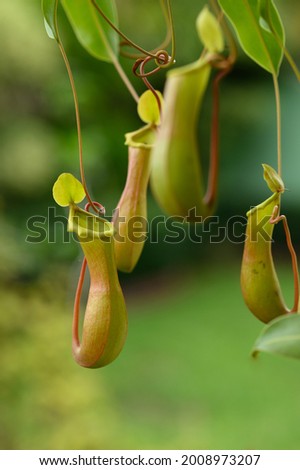 The photo shows a tropical plant capable of feeding on insects. Insectivorous plant at the time of flowering. Trapping nepenthes water lilies grow in the Dominican Republic. Royalty-Free Stock Photo #2008973207
