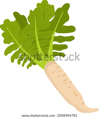 Fresh white daikon hand-drawn vector illustration. Farm fresh Japanese radish for vegatarian diet. Organic ingredient for salad.  Royalty-Free Stock Photo #2008984781