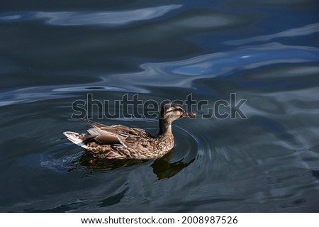 Close-up of a swimming female duck, which the sun shines on in a pond with bright blue water.