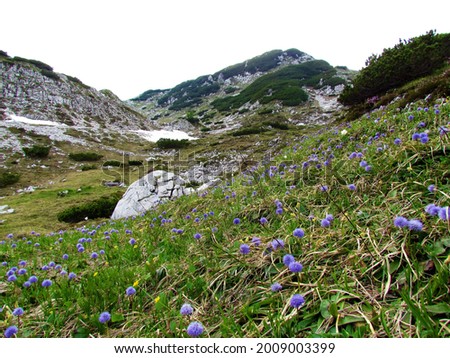 Alpine landscape in Julian alps and Triglav national park, Slovenia with purple heart-leaved globe daisy (Globularia cordifolia) flowers covering thr ground