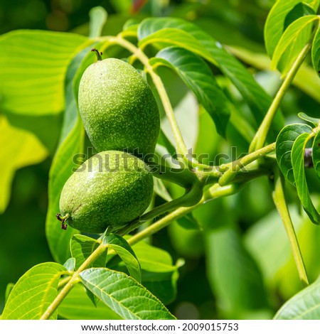 walnut grows on tree branches. summer, sunny day, village