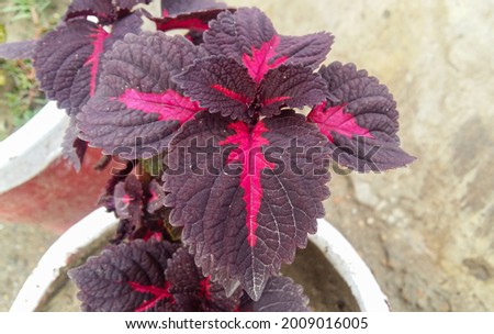 Close up of a purple colored black prince plant with pink colored pattern lines