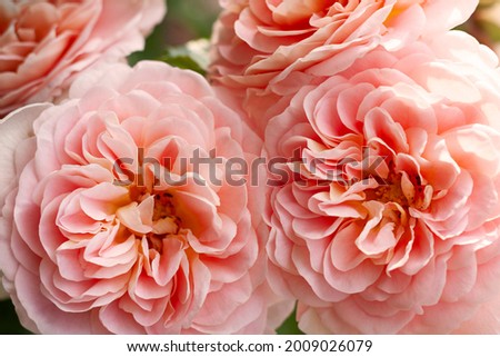 Close-up of big pink roses