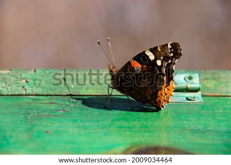 close-up image of black, white, orange butterfly on green wooden background