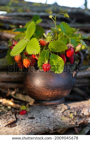 
Bouquet of strawberries and flowers in a clay pot on the branches of a dry tree