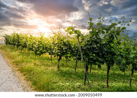 vine field on a vineyard in germany, bergstrasse odenwald during sunset