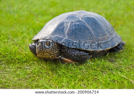 Little limnetic turtle closeup on a background of bright,green grass