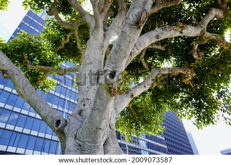 big white tree trunk at sidewalk 