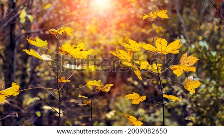 Sunset in the autumn dense forest with yellow maple leaves on young tree shoots