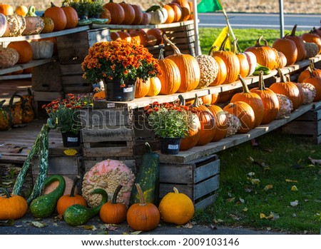 Pumpkins and Flowers at Roadside Stand in Fall Season