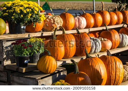 Pumpkins and Flowers at Roadside Stand in Fall Season