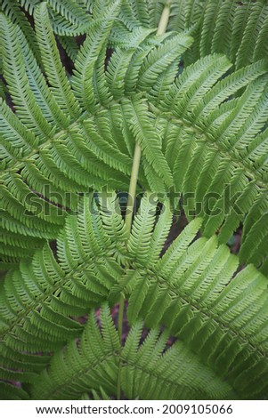A closeup of the texture of fern leaves on the Hawaiian Island of Kona