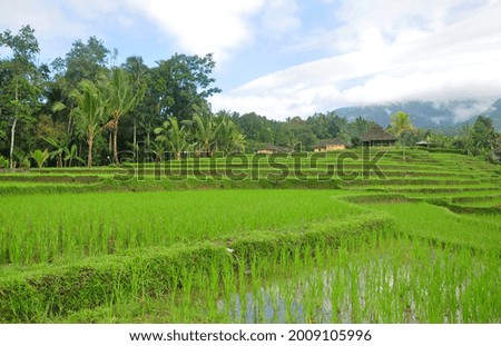 Beautiful rice terrace with small rice plant during a nice weather
