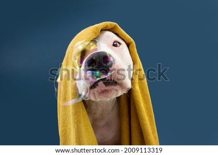 Funny American Staffordshire dog ready to take a a shower wrapped with a yellow towel. Animal on blue colored background with bubbles Puppy summer season