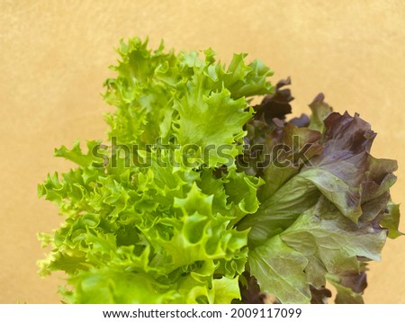 Fresh green and red lettuce leaves , vegan friendly food