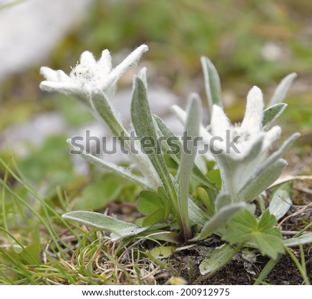 Edelweiss (Leontopodium alpinum Cass) 